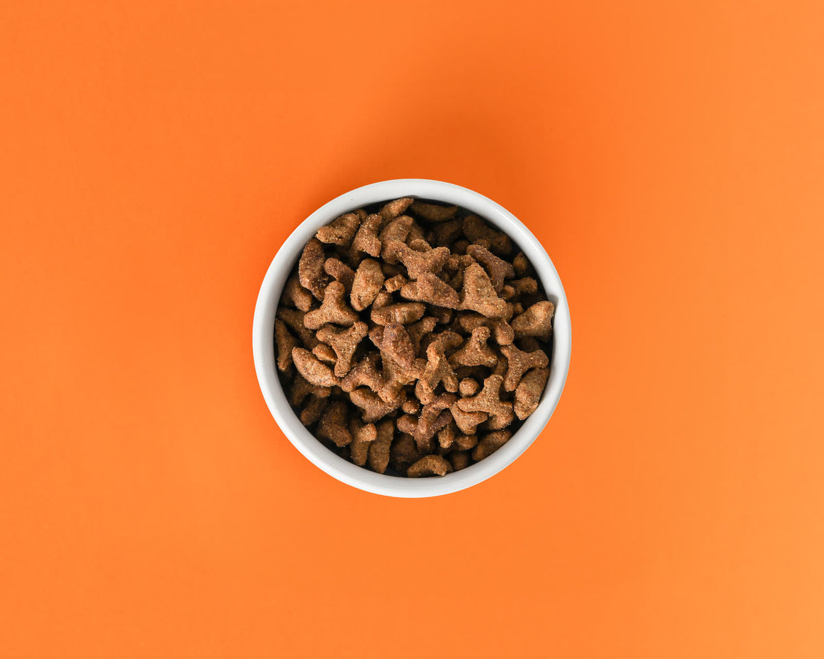 Gourmet Cat Treats in a white bowl on an orange background, photographed from above